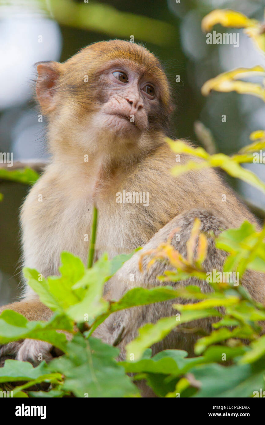 Barberia Maxaque a Trentham Monkey Forest a Stoke on Trent Foto Stock