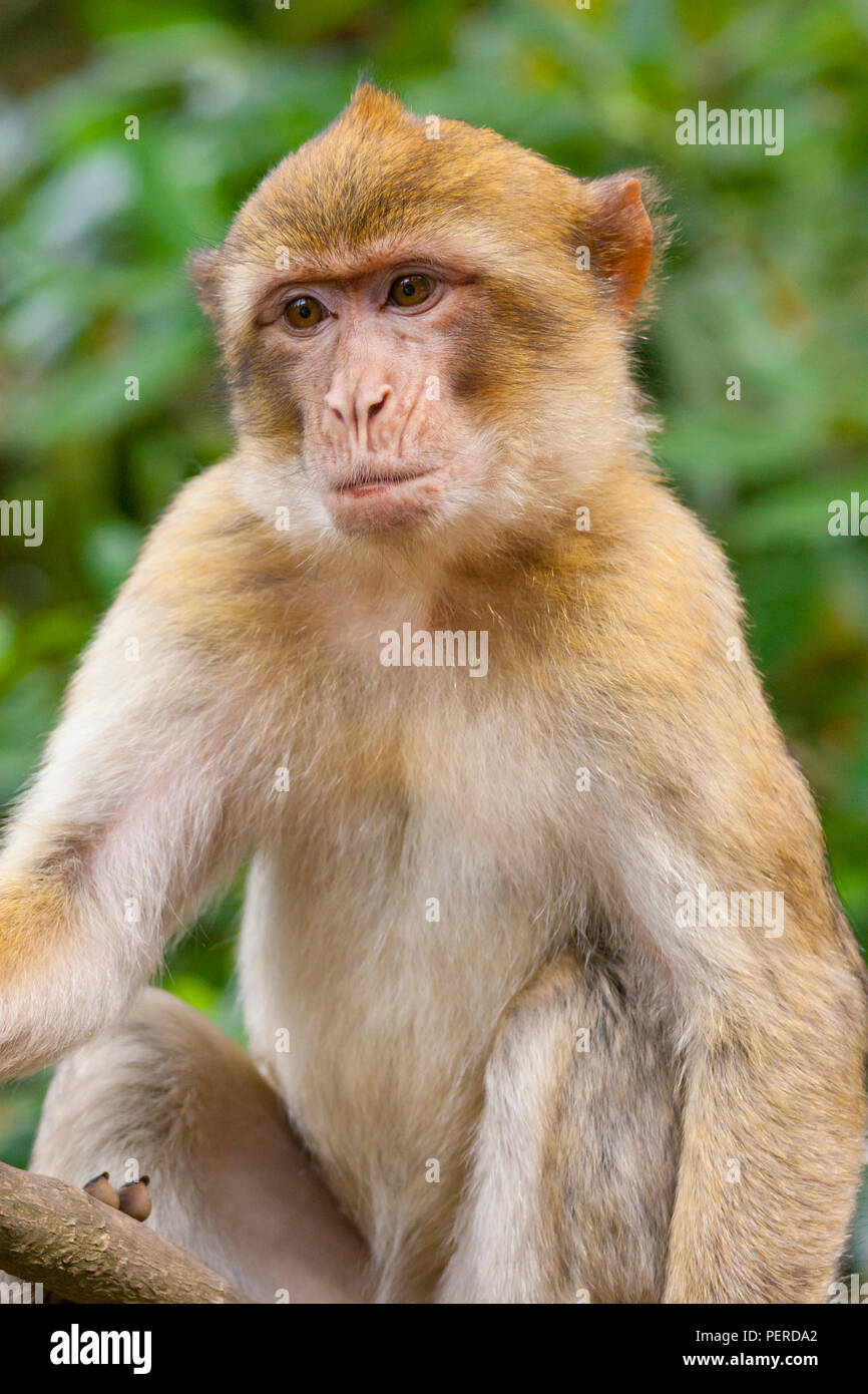 Barberia Maxaque a Trentham Monkey Forest a Stoke on Trent Foto Stock