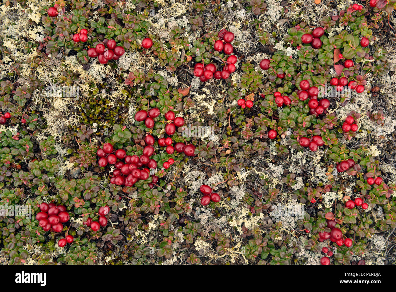 Lowbush cranberry, lingonberry (Vaccinium oxycoccos) (Vaccinium vitis-idaea), Arctic Haven Lodge, Ennadai Lake, Nunavut Territorio, Canada Foto Stock