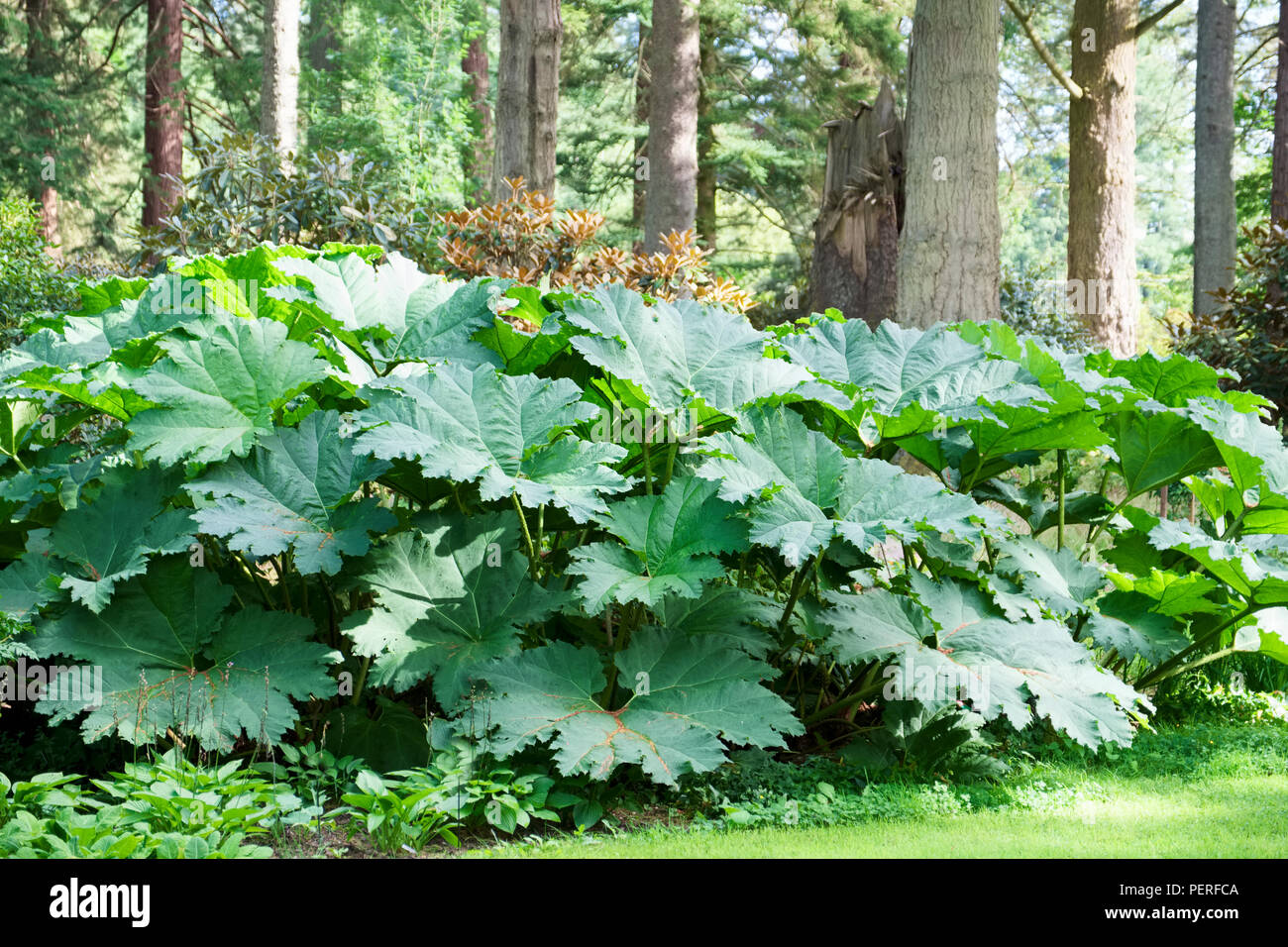 Rabarbaro Gigante impianto di grandi dimensioni con grandi foglie verdi che crescono in bosco selvatico in Europa Foto Stock
