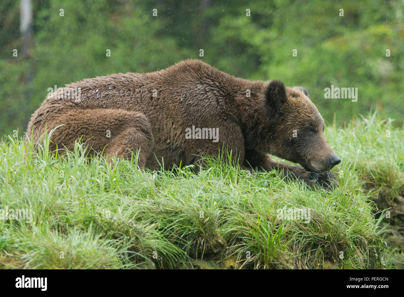 Orso grizzly (Ursus arctos) di appoggio nella doccia a pioggia, Khutzeymateen Orso grizzly Santuario, BC, Canada Foto Stock