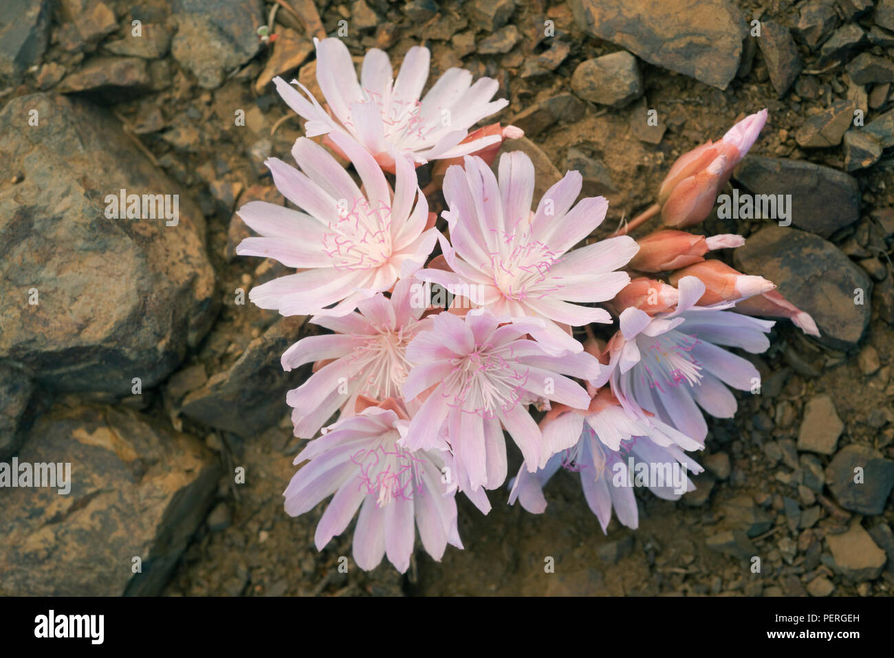 Bitterroot fioritura, (Lewisia rediviva) cresce in terreni sterili di pendio roccioso, Cascade Mountains, Washington Foto Stock