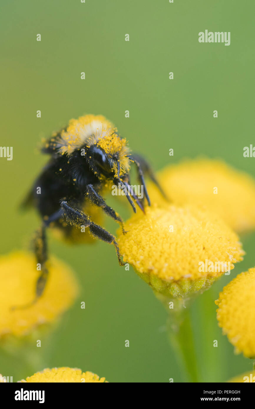 Giallo-di fronte Bumble Bee (Bombus vosnesenskii) su comuni Tansy fiore, Fiume Nisqually, Washington Foto Stock