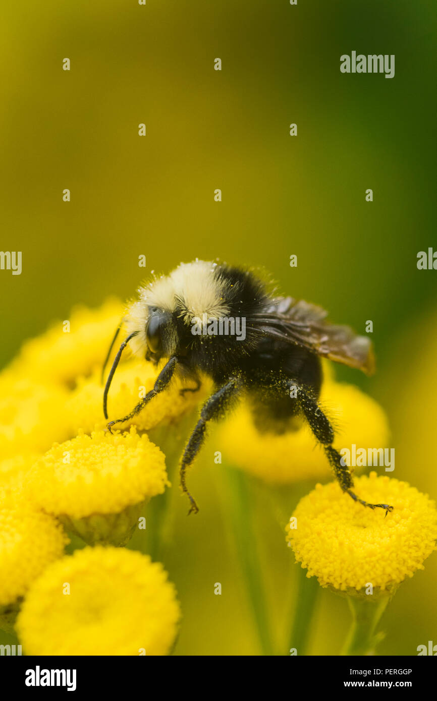 Giallo-di fronte Bumble Bee (Bombus vosnesenskii) su comuni Tansy fiore, Fiume Nisqually, Washington Foto Stock
