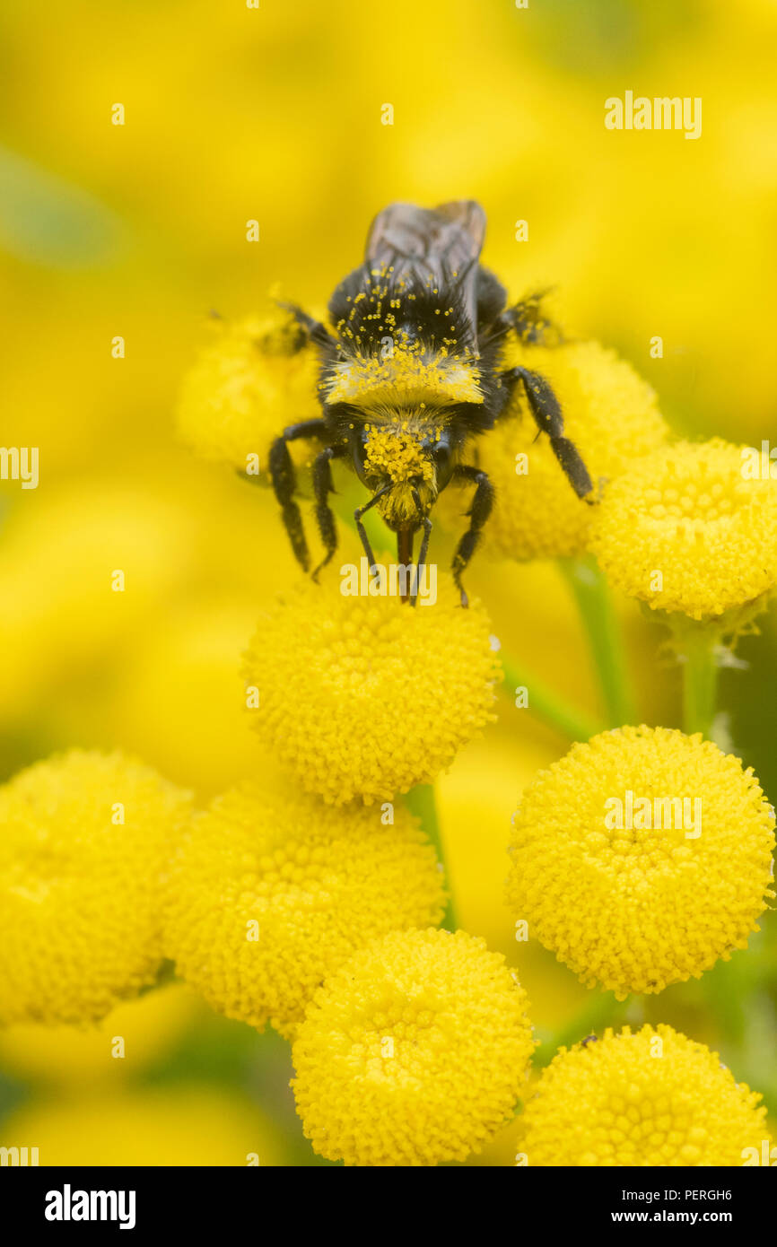 Giallo-di fronte Bumble Bee (Bombus vosnesenskii) su comuni Tansy fiore, Fiume Nisqually, Washington Foto Stock