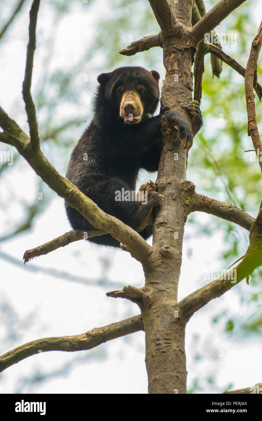 Bornean sun bear (Helarctos malayanus) alla sommità di un albero, guardando verso il basso in corrispondenza della fotocamera. SunBear Bornean Conservation Centre, Sepilok, Sabah, Malaysia Foto Stock