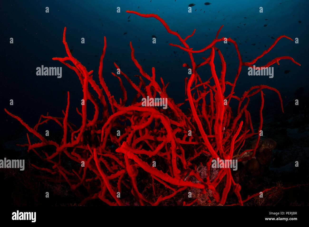 Bizzarro, rosso, spugna di filo sul fondale, con uno sfondo nero e tenue blu sopra vicino alla superficie. Raja Ampat Marine Park, Papua occidentale, in Indonesia Foto Stock