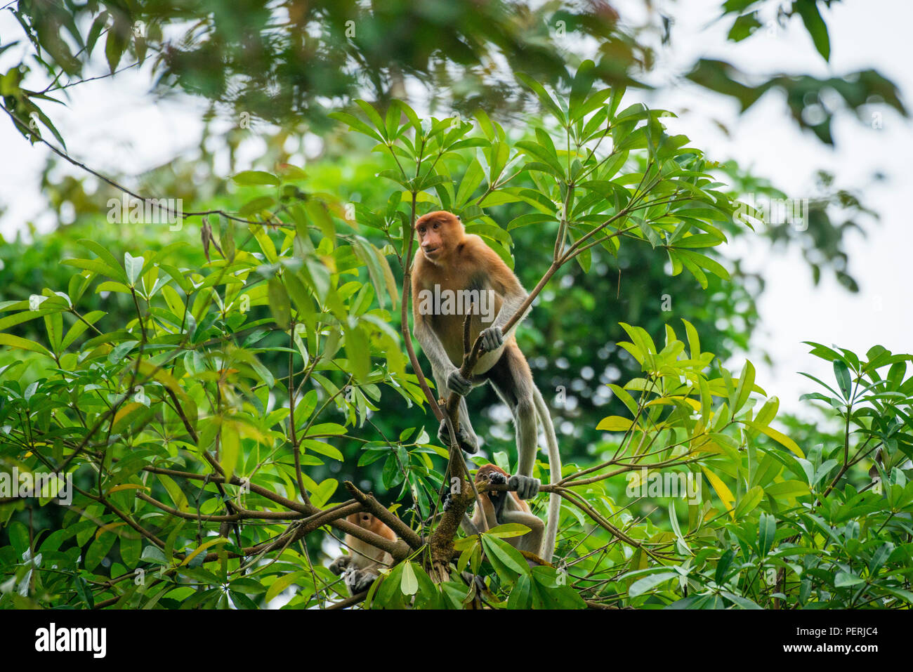 Un elemento a proboscide di scimmia (Nasalis larvatus) circa per passare da un albero all'altro. Fiume Kinabatangan, Sabah, Malaysia (Borneo). Foto Stock