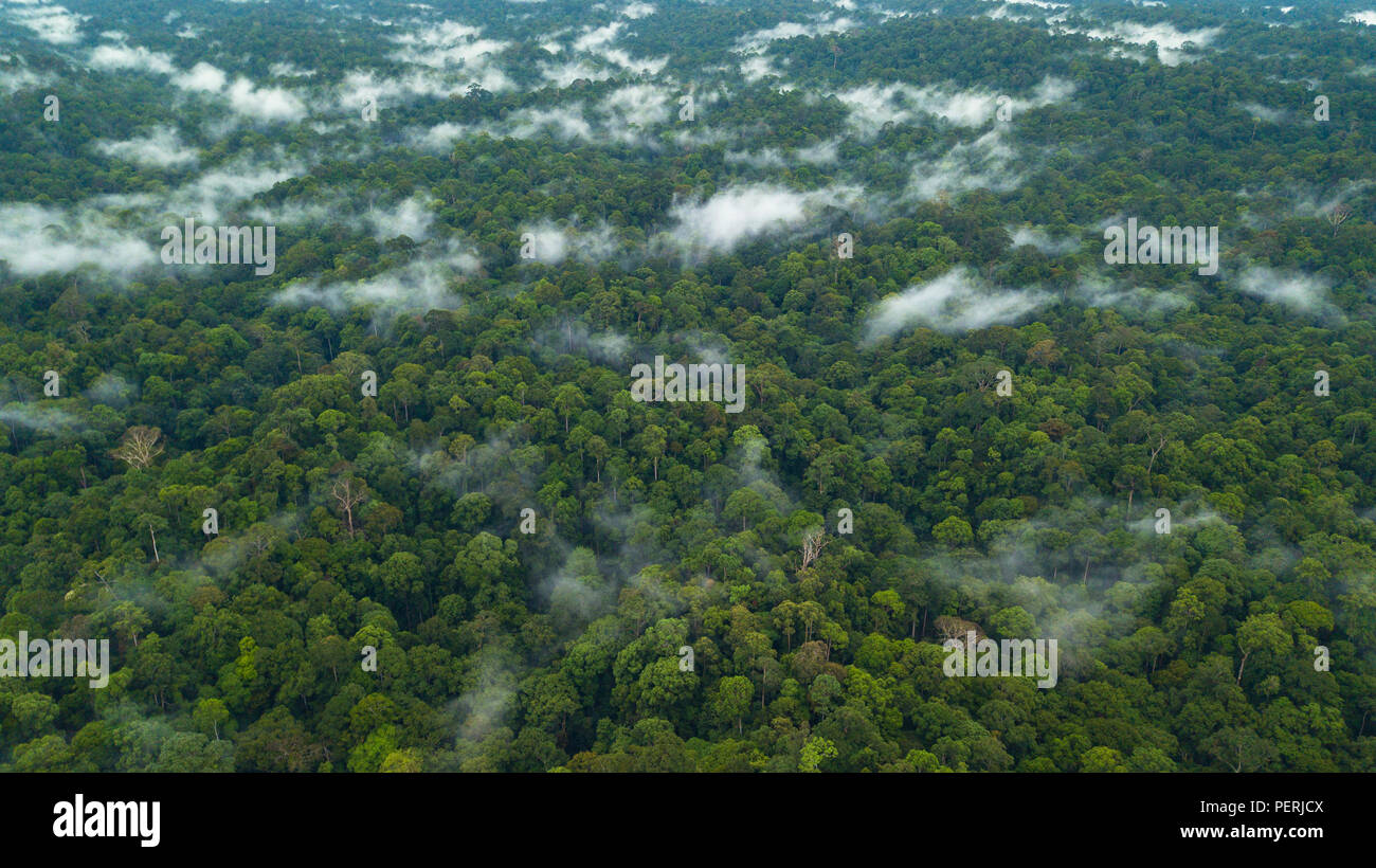Drone foto dall alto, guardando verso il basso sulla foresta pluviale, di nebbia in aumento dopo la pioggia. Deramakot riserva forestale, Sabah, Malaysia (Borneo) Foto Stock