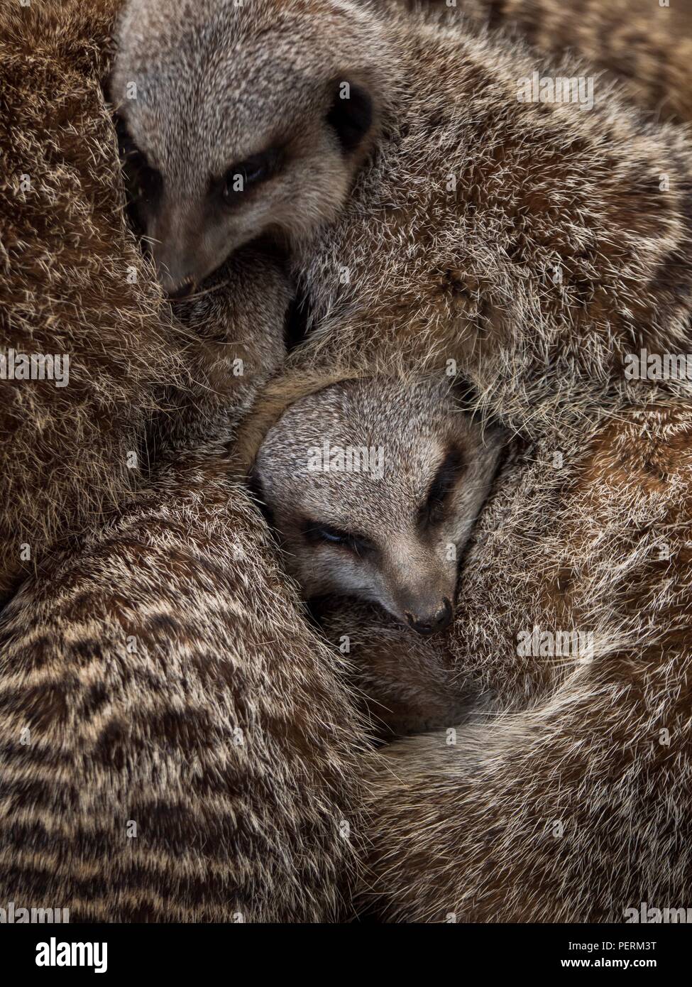La faccia di un meerkat il peering attraverso un mucchio di altri meerkats Foto Stock