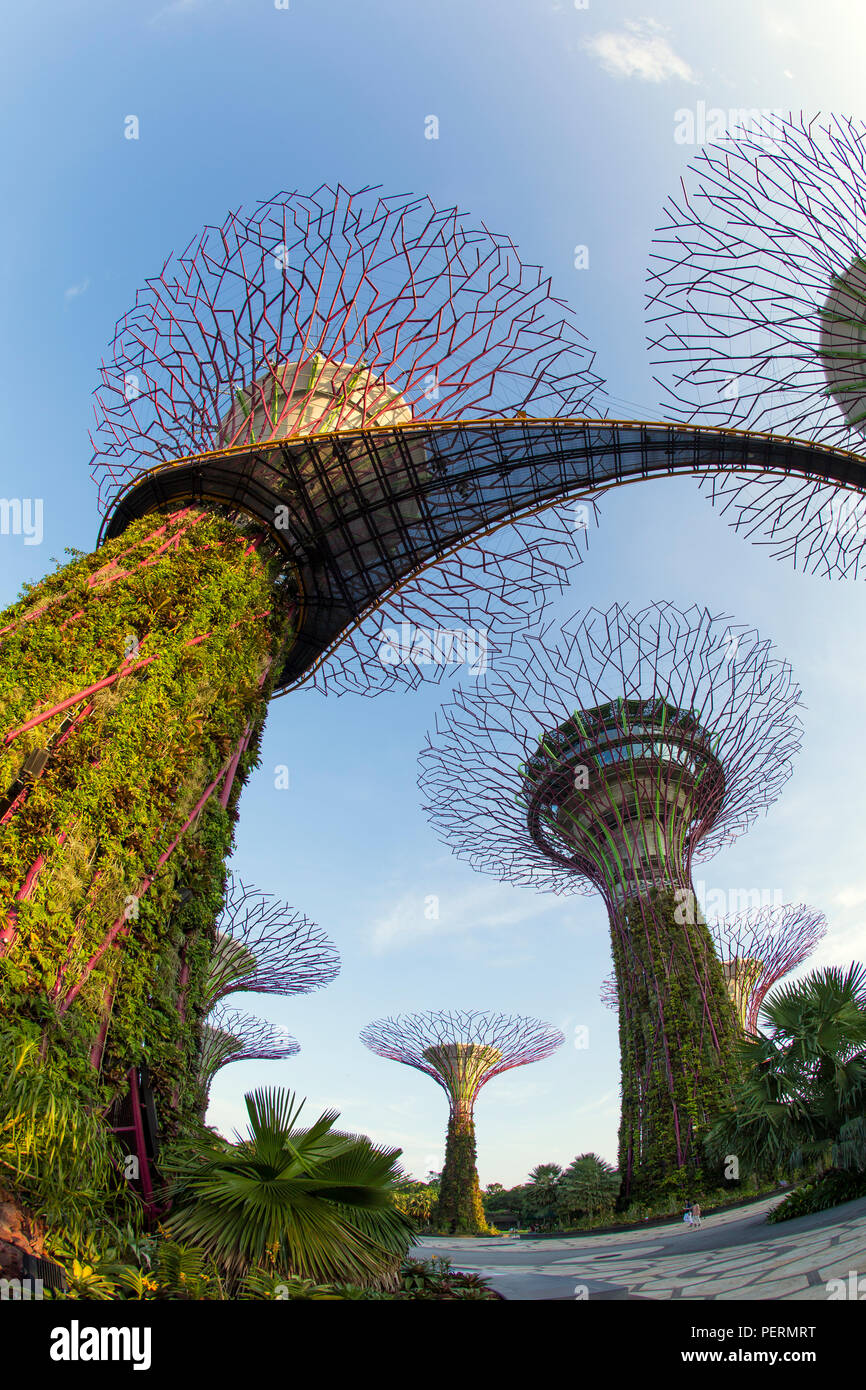 Supertrees presso i giardini dalla baia, Singapore, Sud-est asiatico Foto Stock