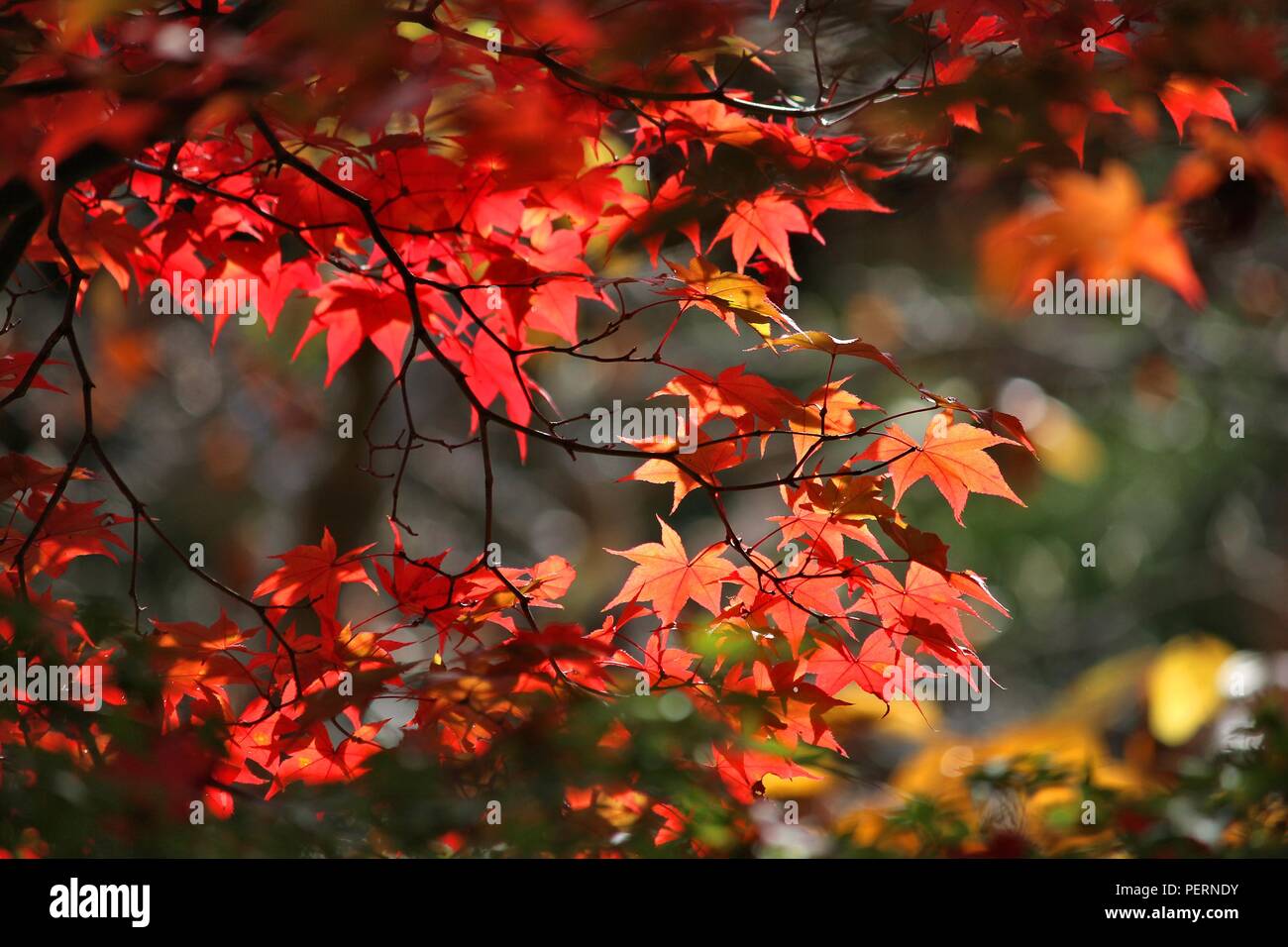 Foglie di autunno in Giappone - rosso e arancione momiji foglie (acero) in Kyoto. Foto Stock