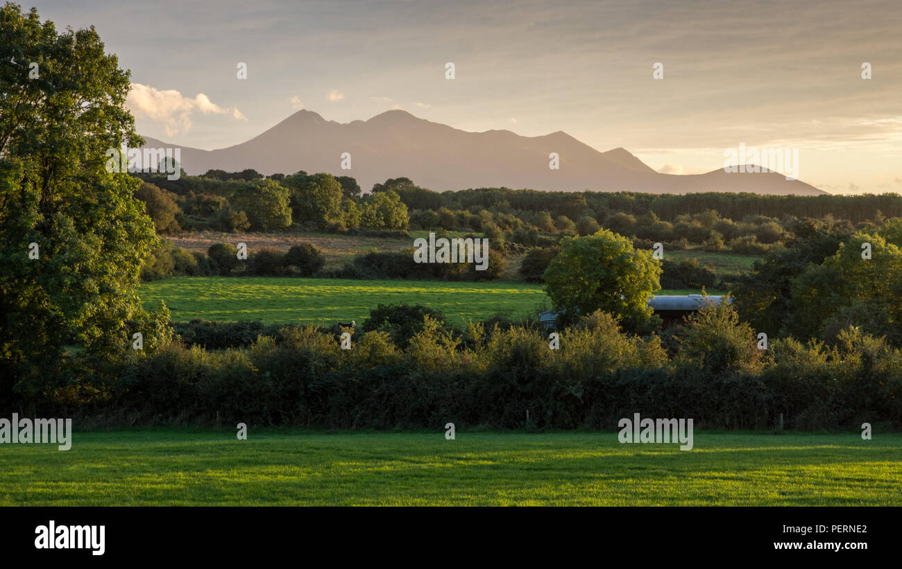 Il drammatico dei picchi di Macgillycuddy Reeks della montagna si innalzano bruscamente dalla latteria di campi di pascolo in più dolce paesaggio agricolo di Irlanda Foto Stock