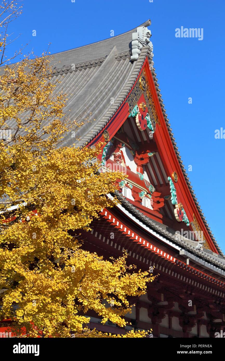 Asakusa, Tokyo - Tempio di Sensoji con foglie di autunno di un ginkgo tree. Foto Stock