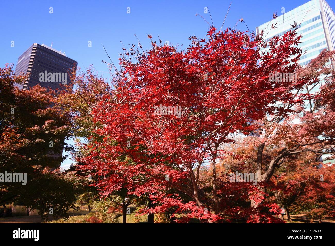 Autunno a Tokyo - acero foglie rosse e edifici di uffici. Foto Stock