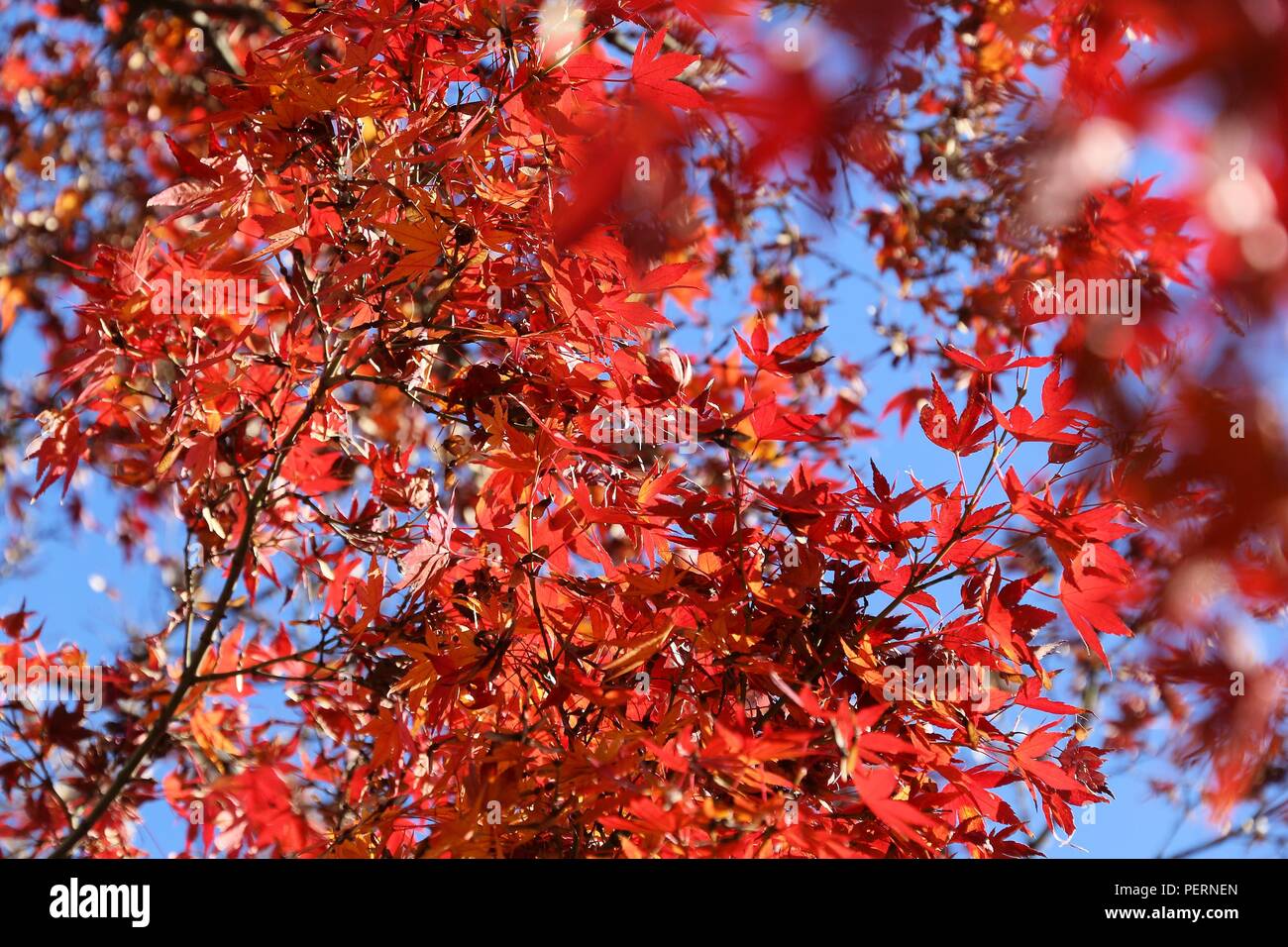 Foglie di autunno in Giappone - rosso momiji foglie (acero) nel parco di Tokyo. Foto Stock