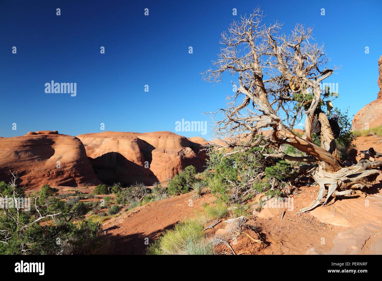 Arches National Park nello Utah, Stati Uniti d'America. Juniperus osteosperma (Utah juniper) albero morto. Foto Stock