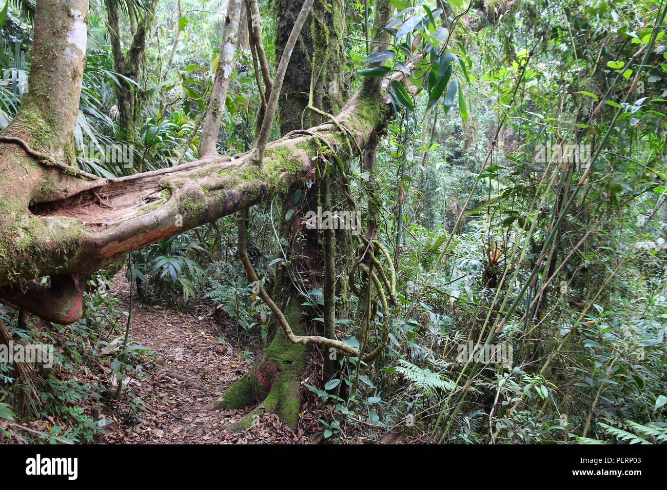 Brasile - jungle sentiero escursionistico a Mata Atlantica (foresta pluviale atlantica biome) nella Serra dos Orgaos National Park (stato di Rio de Janeiro). Foto Stock