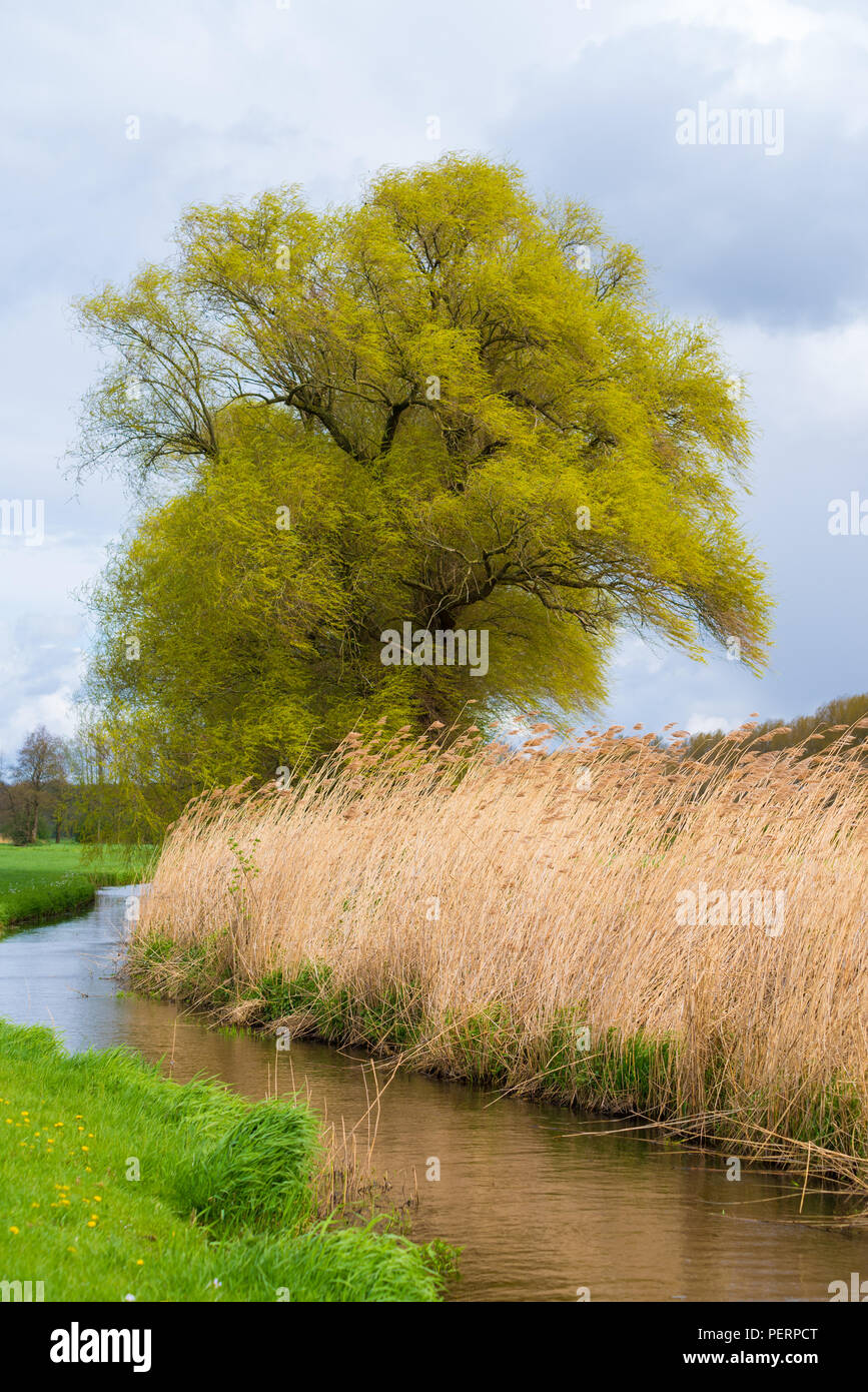 Bella immagine di primavera di un piccolo fosso con sbandieratori reed e un albero Foto Stock