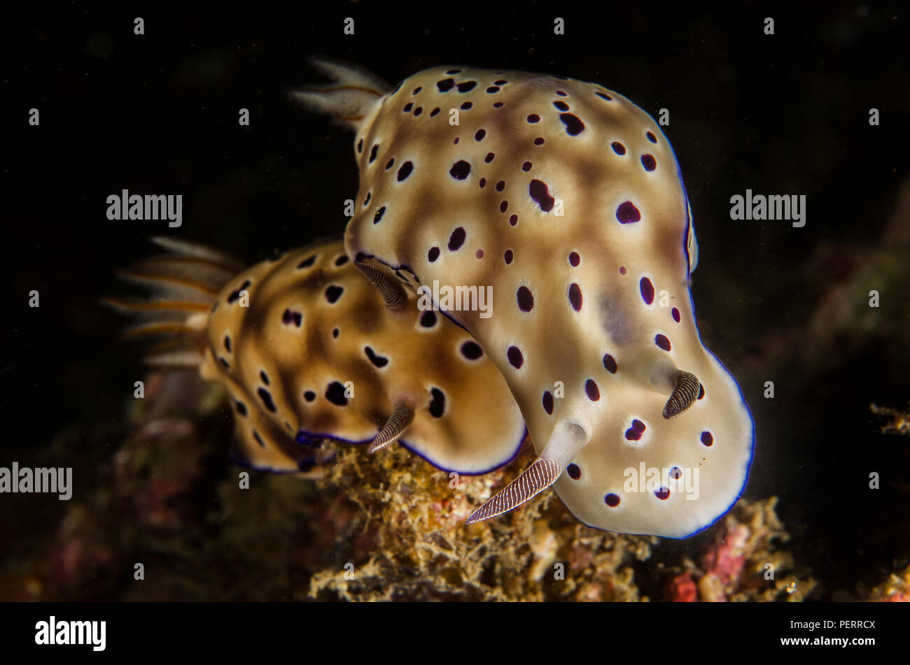 Sea Slug, Hypselodoris tryoni, Chromodorididae, Anilao, Batangas, Filippine, Mare delle Filippine, Oceano Pacifico, in Asia Foto Stock