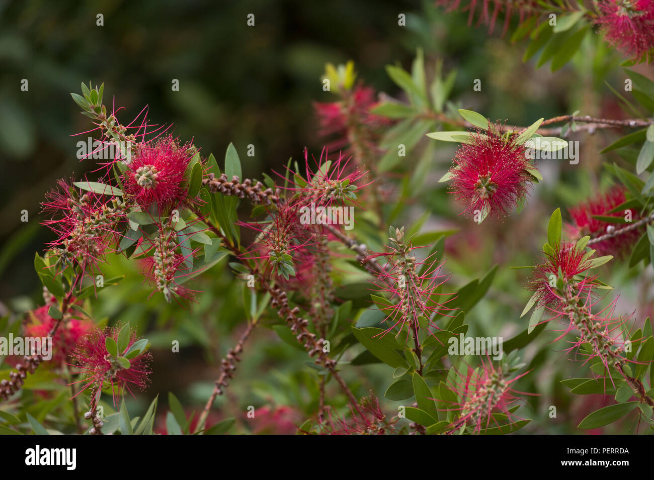 Laevis scovolino da bottiglia x Callistemon laevis, Myrtaceae, Roma, lazio, Italy Foto Stock