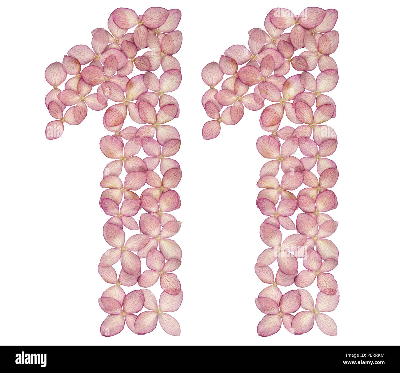 Numero arabo 11, undici,da fiori di ortensie, isolato su sfondo bianco Foto Stock
