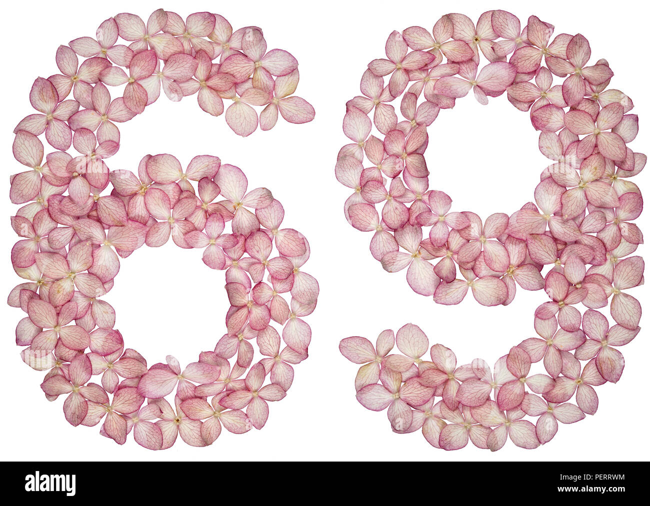 Numero arabo 69, sessanta nove, dai fiori di ortensie, isolato su sfondo bianco Foto Stock
