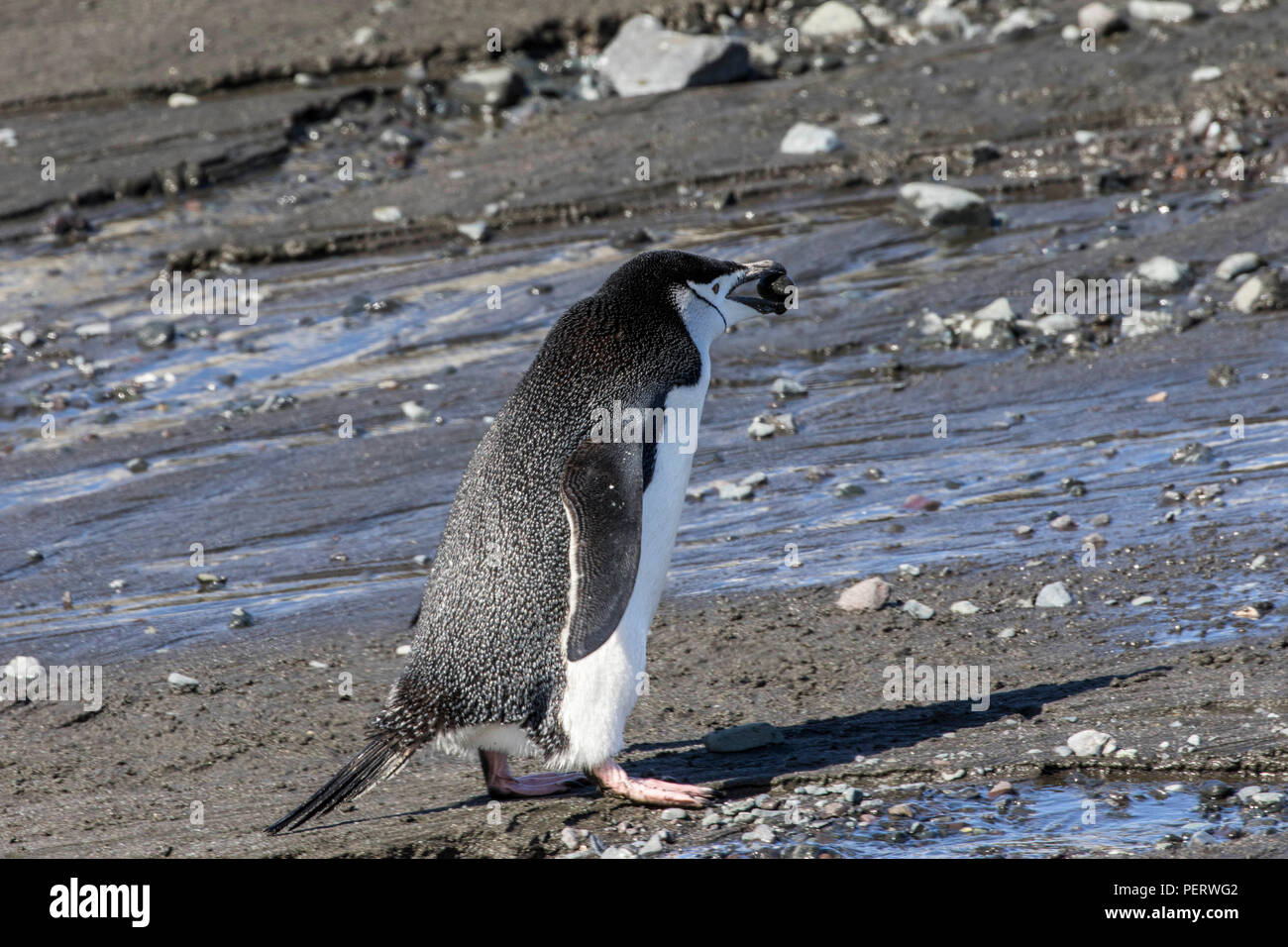 Lone pinguini Chinstrap camminando su una spiaggia in Antartide Foto Stock