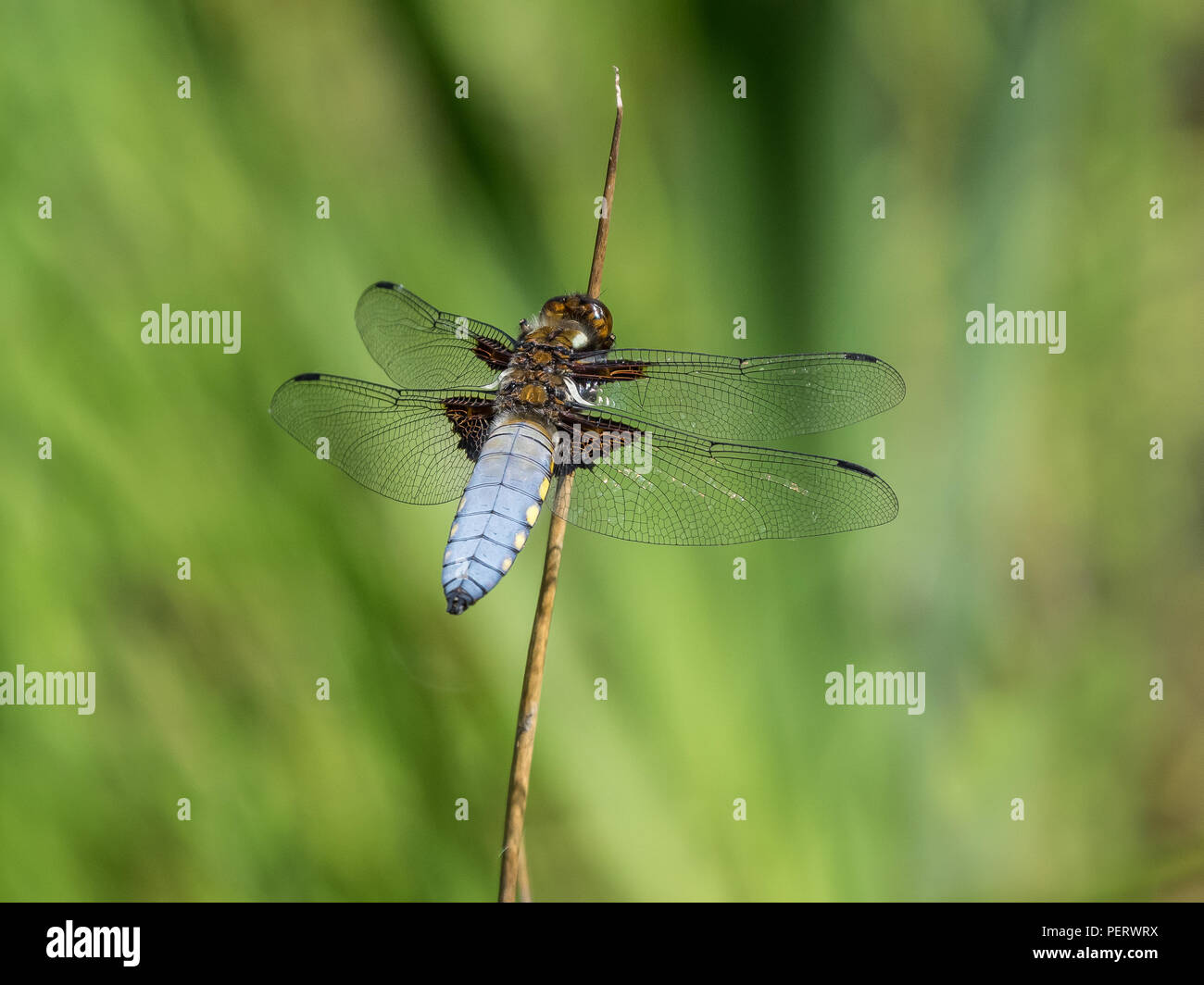 Ampio maschio corposo Chaser a RSPB Nag testa Foto Stock