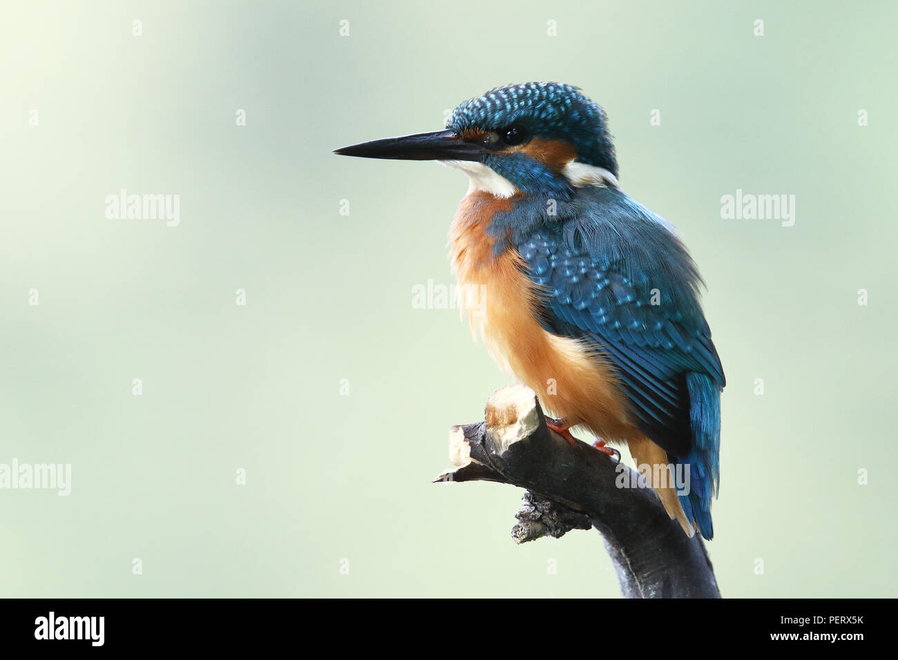 Kingfisher sul fiume Foto Stock