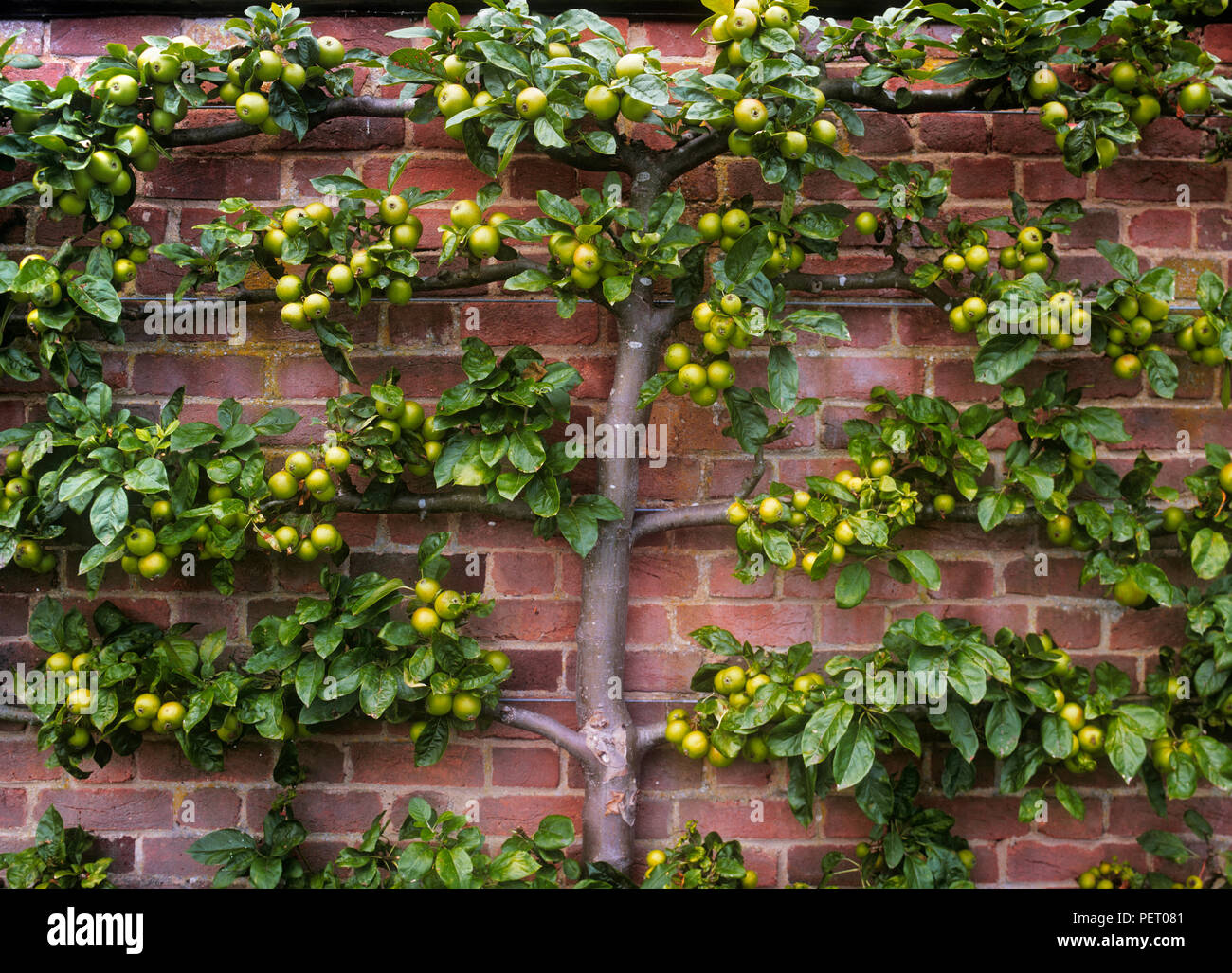 Espalier espaliered mele frutta rami di albero in un giardino inglese murato formale della cucina, Inghilterra, Regno Unito Foto Stock