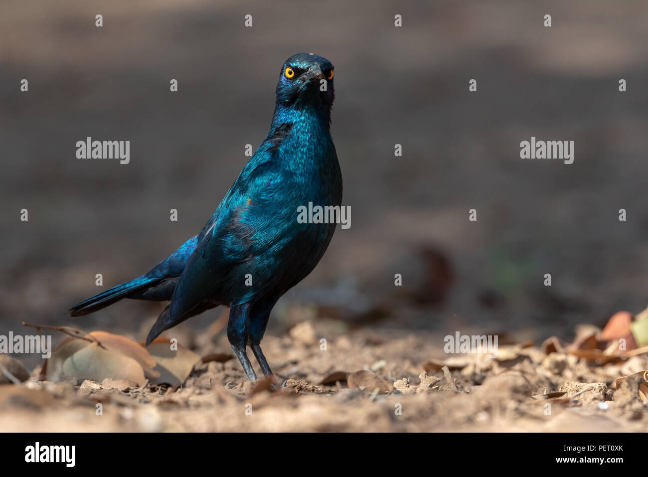 Cape glossy starling uccello guardando strettamente, cupo in telecamera, Namibia Foto Stock
