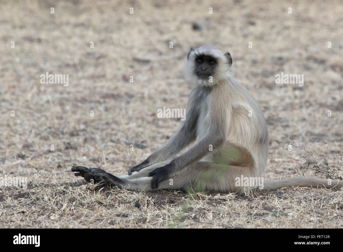 Grigio langurs chi siede sulla terra il suo allungamento gambe su di una giornata di caldo Foto Stock