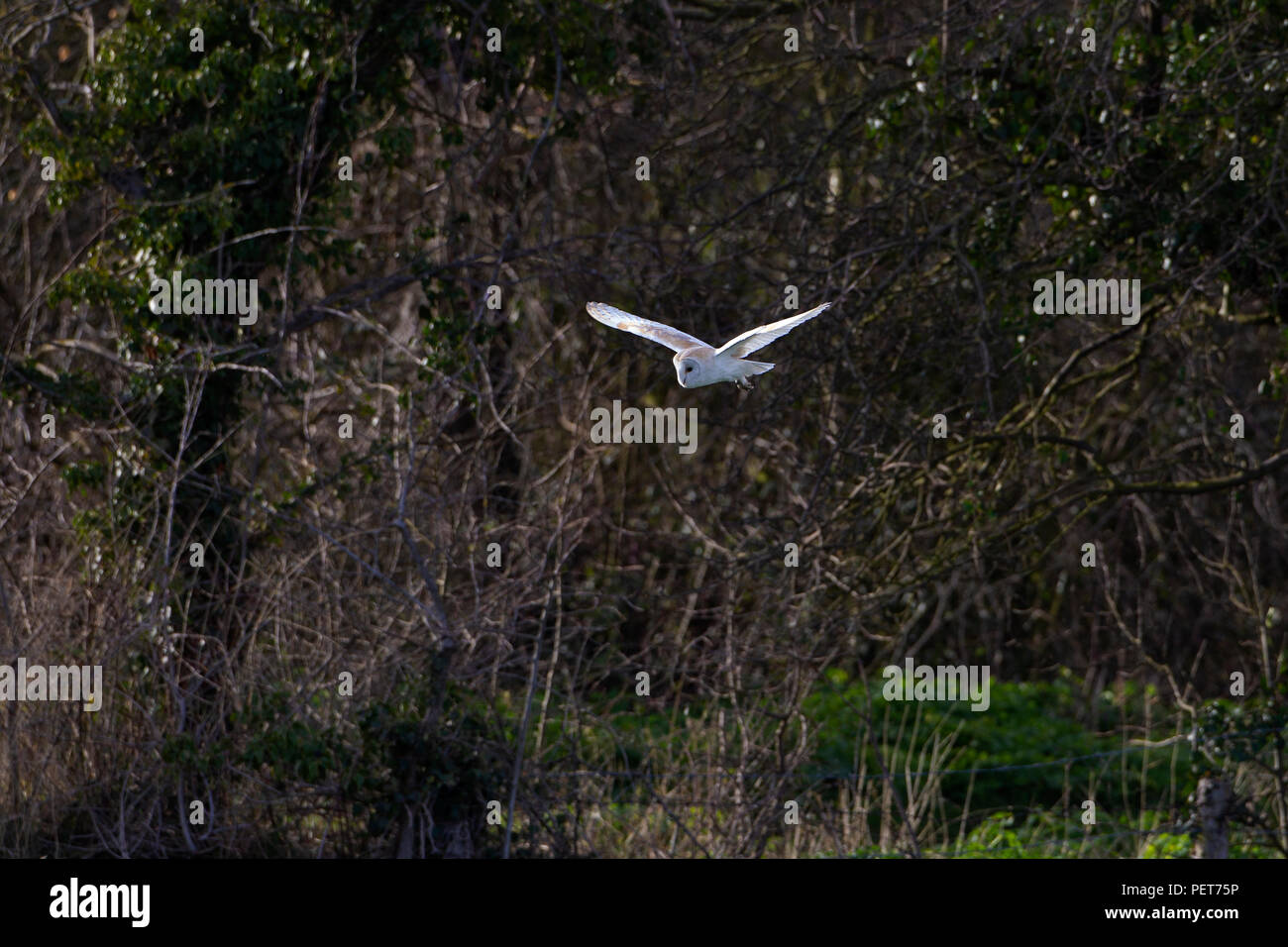 Barbagianni Tyto alba casernement attraverso un campo in Norfolk, Regno Unito la caccia al crepuscolo Foto Stock