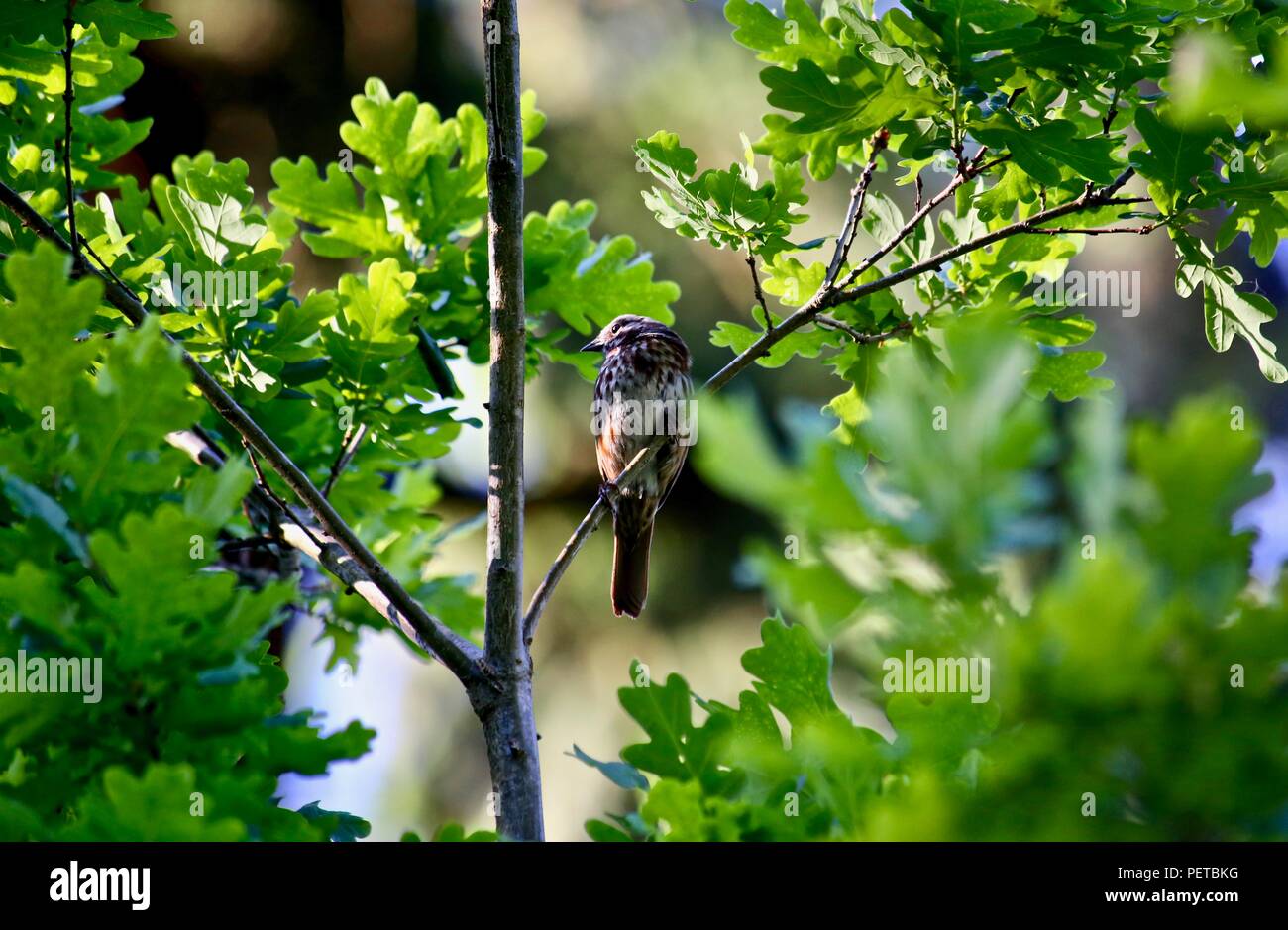Uccello su un ramo con foglie di colore verde Foto Stock
