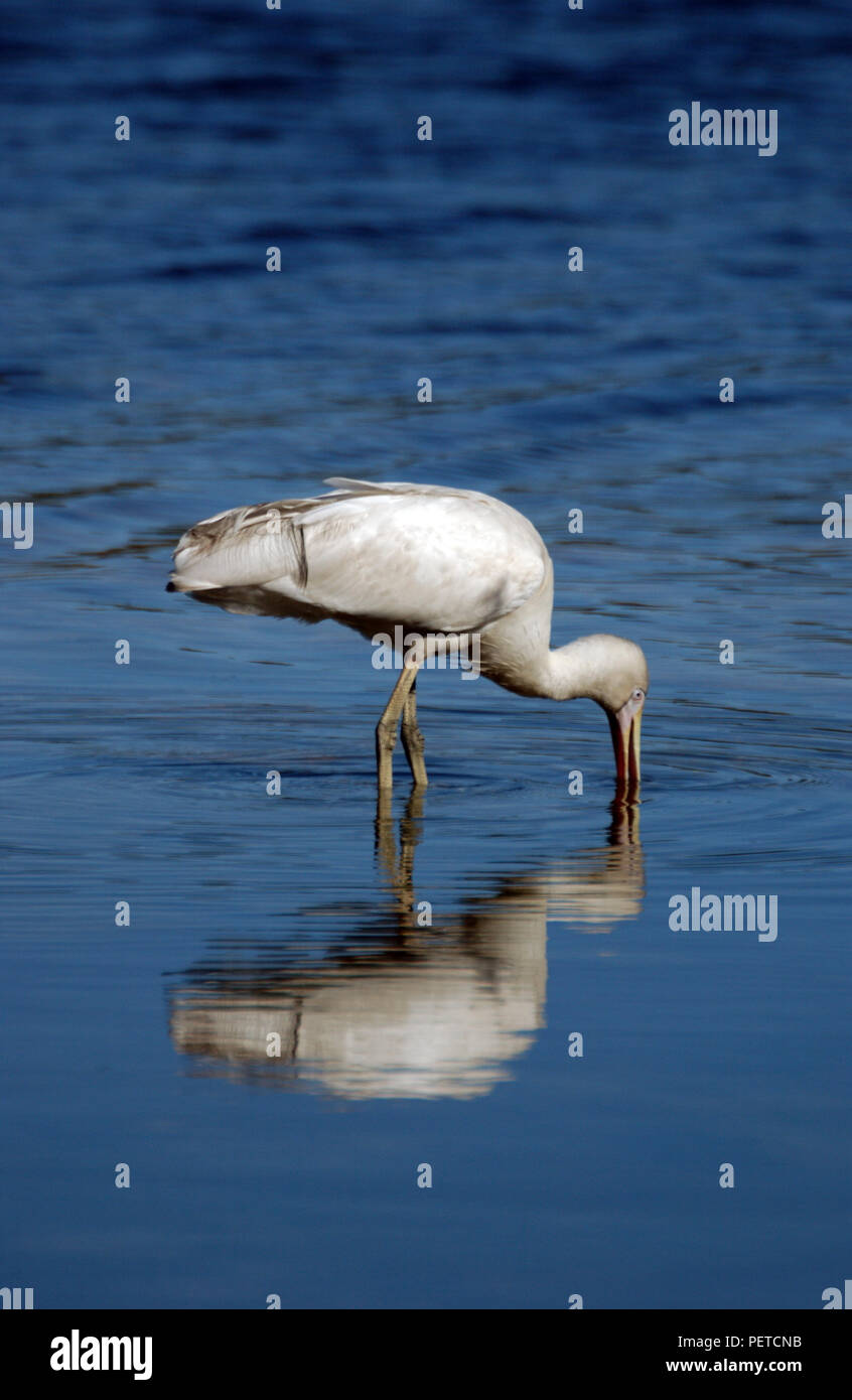 Il Giallo-fatturati spatola (Platalea flavipes) è comune in Sud Australia Foto Stock