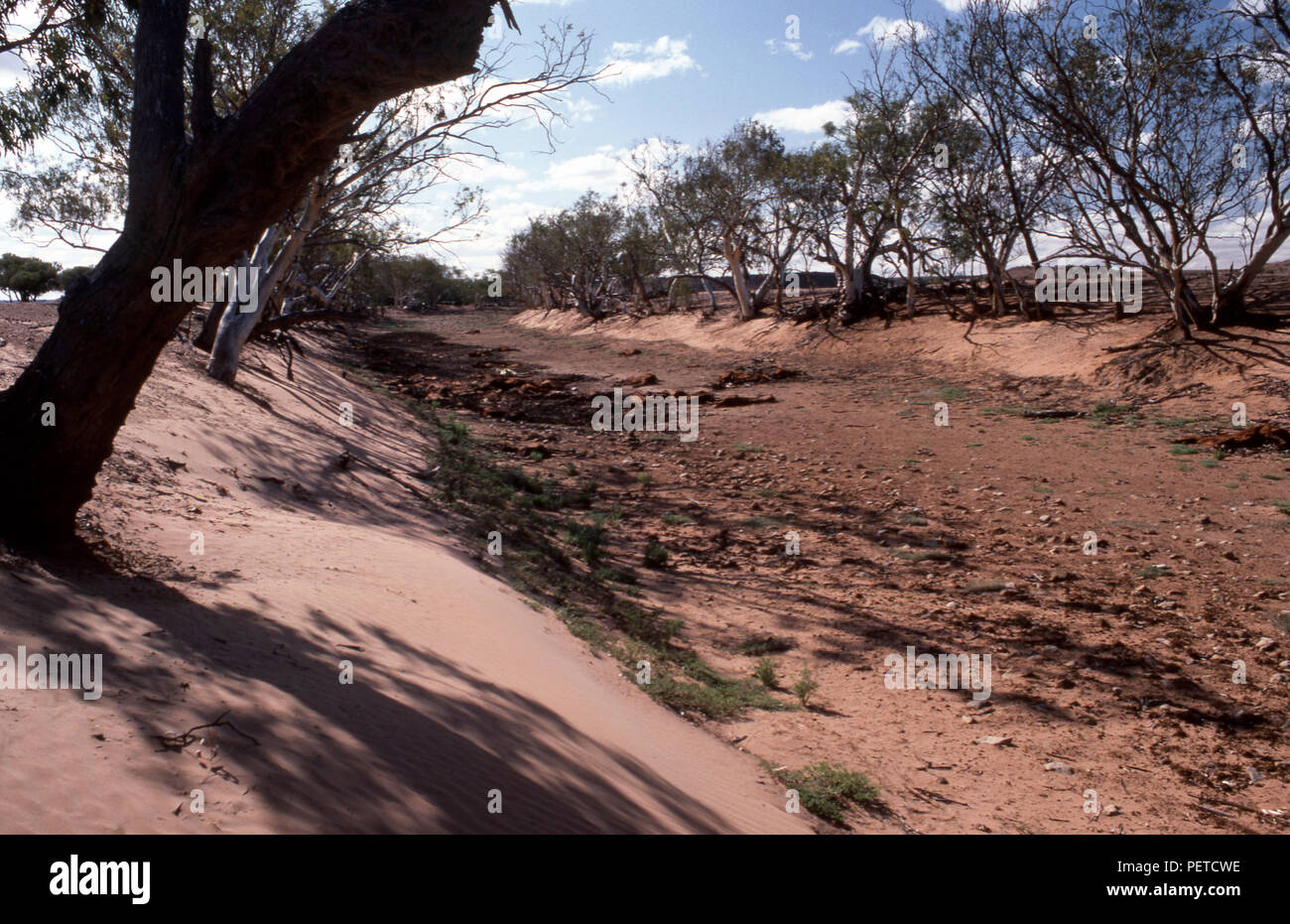 Letto fluviale asciutto con i resti di brumbies morti (cavalli selvatici) che sono periti a causa di gravi condizioni di siccità, nell'Australia centrale. Foto Stock