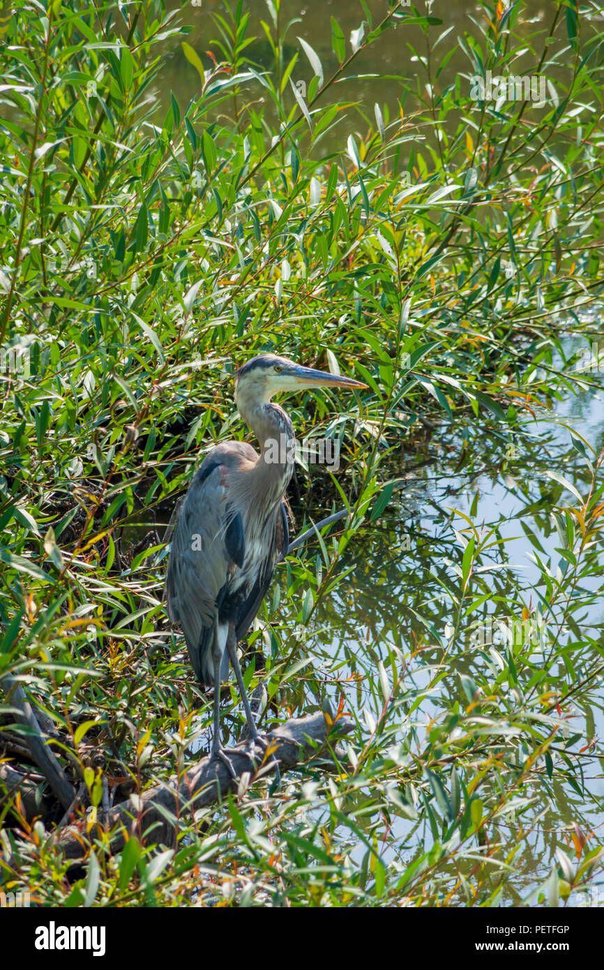 Airone blu a caccia di pesce in primavera lungo la East prugna Creek, Castle Rock Colorado US. Foto Stock