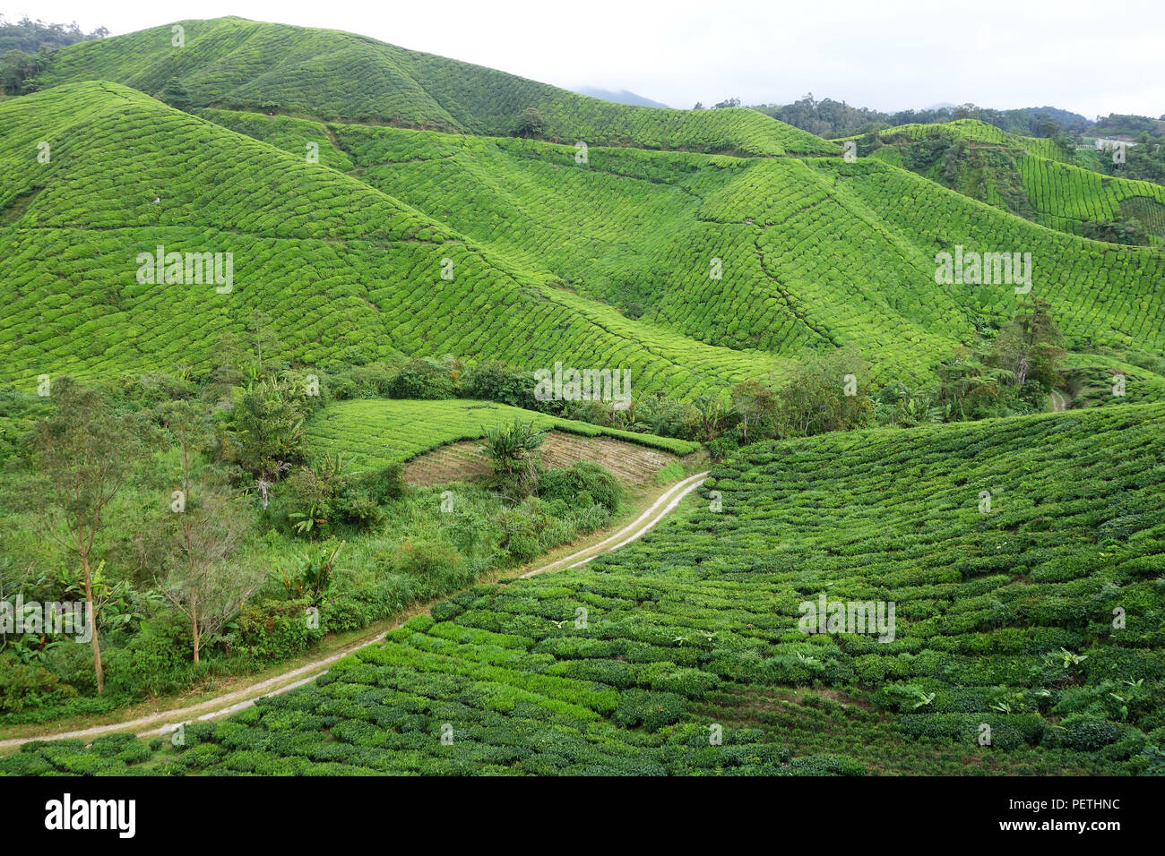 La piantagione di tè in Cameron Highlands, Malaysia Foto Stock