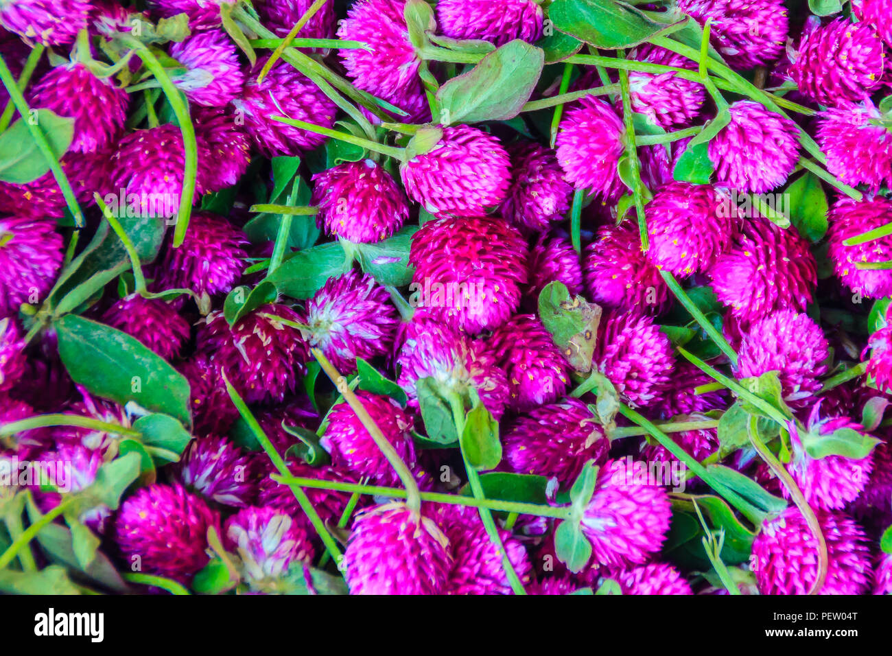 Vista del globo, eterna Gomphrena weed , perlacea perenne del bachelor di tasto del globo, amaranto, button agaga fiore per la vendita nel mercato dei fiori di un Foto Stock