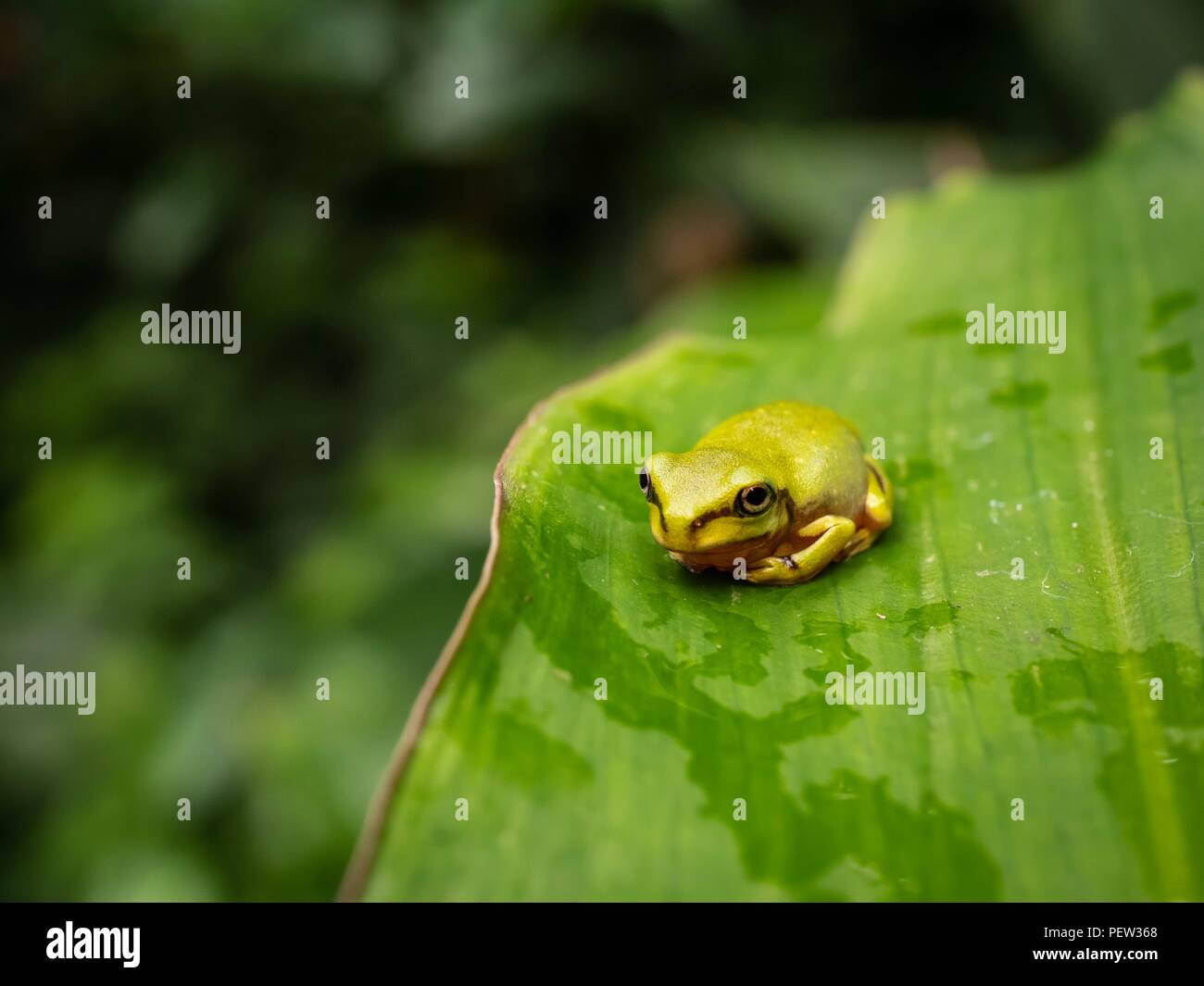 Un piccolo ranocchio verde seduto su una foglia grande in una foresta di pioggia Foto Stock