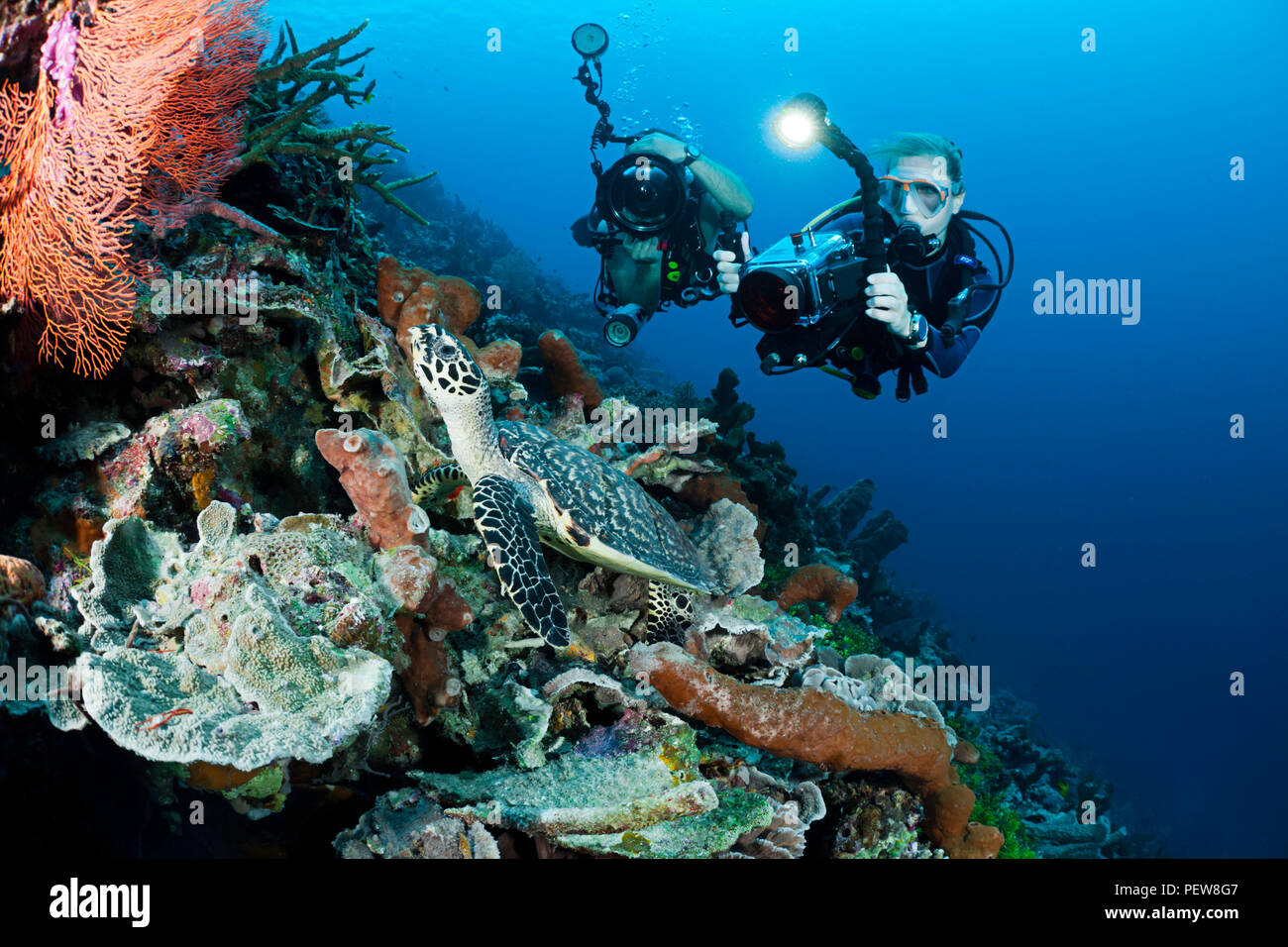Un subacqueo le riprese di una reflex digitale e un altro subacqueo con una telecamera video line up su una tartaruga embricata, Eretmochelys imbricata, su un reef indonesiano. T Foto Stock
