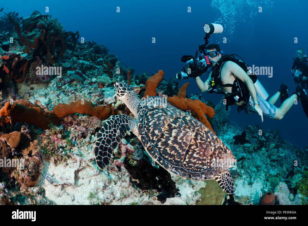Un subacqueo le riprese di una reflex digitale in linea su una tartaruga embricata, Eretmochelys imbricata, su un reef indonesiano. I subacquei sono il modello rilasciato. Foto Stock