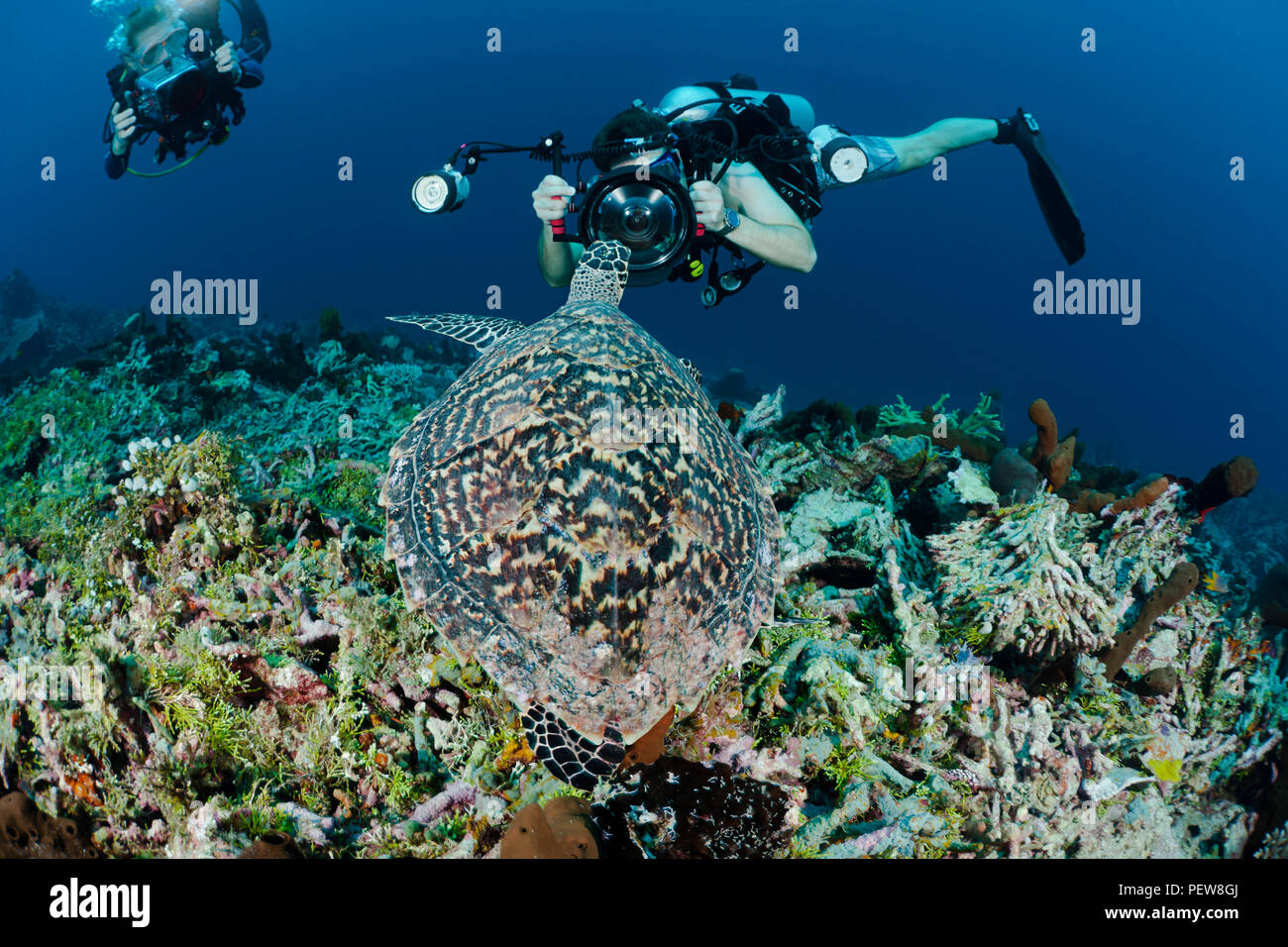 Un subacqueo le riprese di una reflex digitale si ottiene un in-vostro-vista frontale di una tartaruga embricata, Eretmochelys imbricata, su un reef indonesiano. I subacquei sono il modello re Foto Stock
