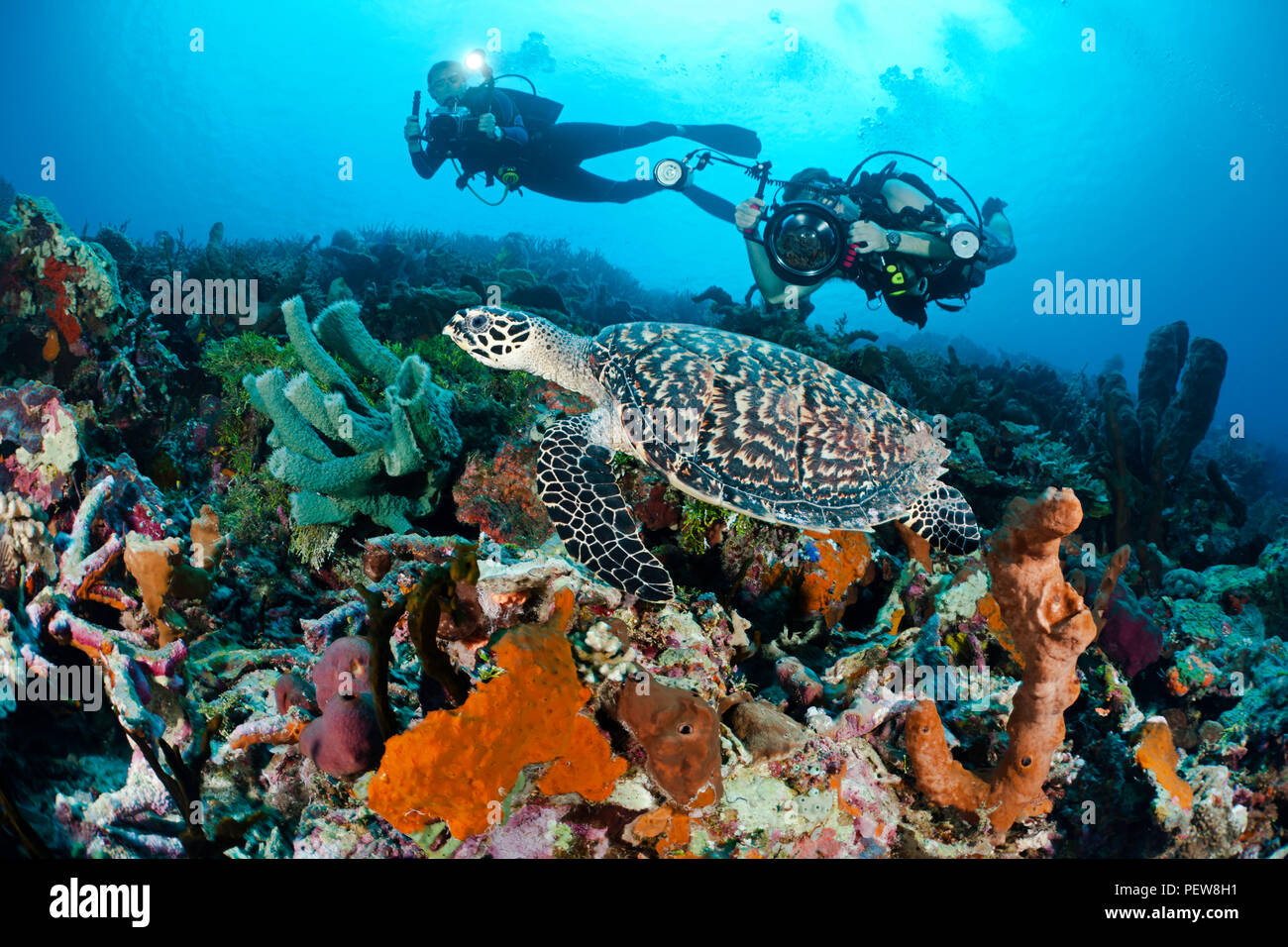 Un subacqueo le riprese di una reflex digitale e un altro subacqueo con una telecamera video line up su una tartaruga embricata, Eretmochelys imbricata, su un reef indonesiano. T Foto Stock