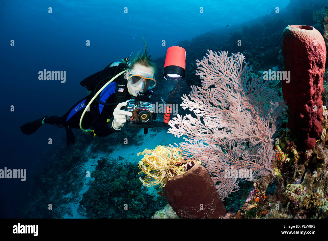 Un subacqueo a fotografare un crinoide su un tubo di spugna e corallo morbido su una barriera corallina indonesiana. Il subacqueo è il modello rilasciato. Foto Stock