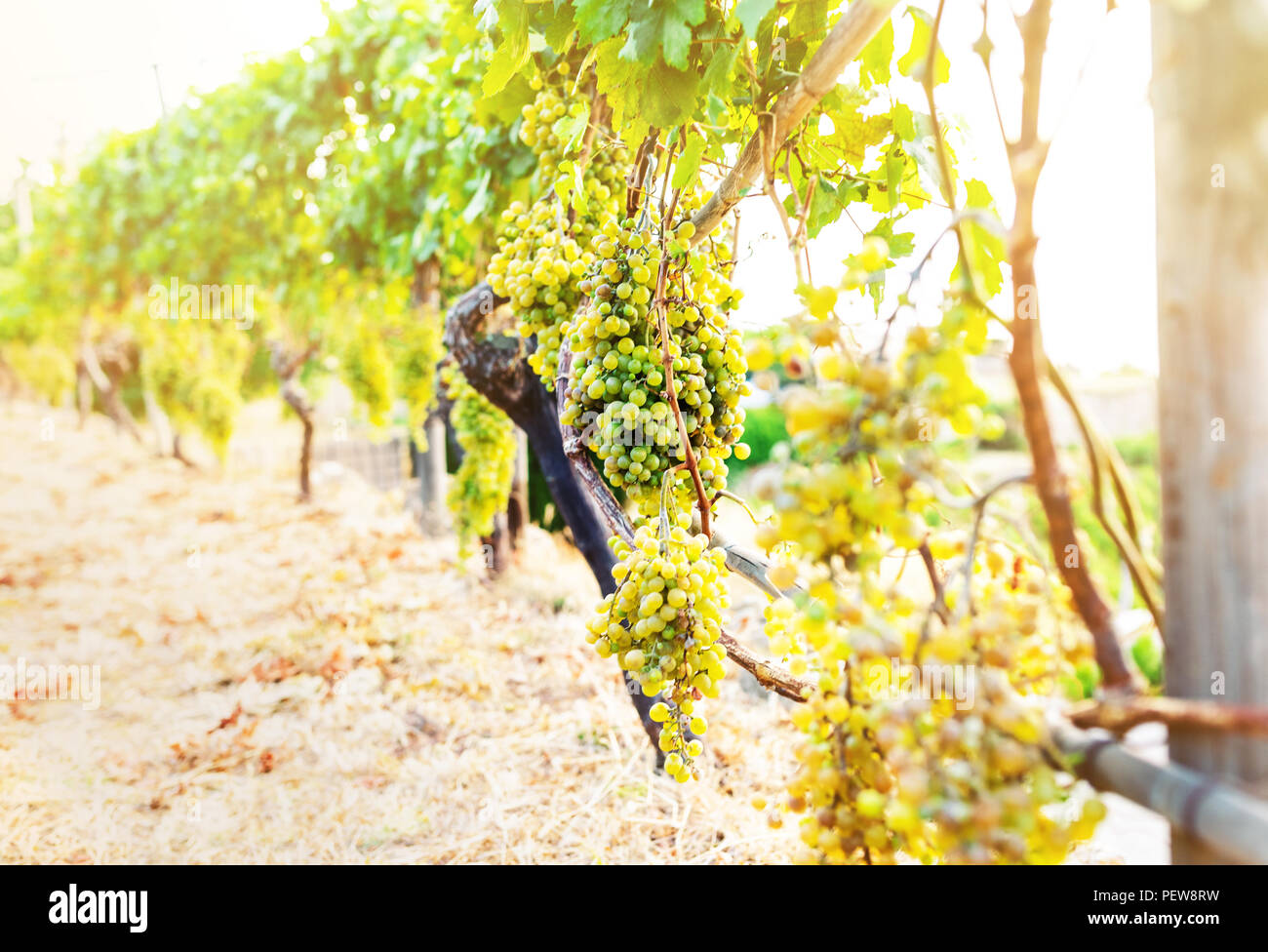 Grappolo di uva appeso sulla vite in golden luce solare Foto Stock