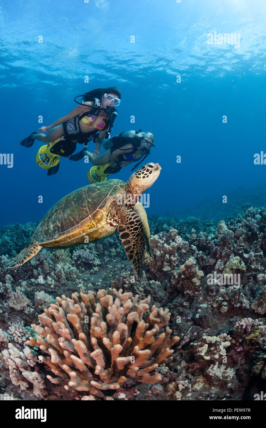 Due subacquei femmina (MR) su scooter subacqueo e una tartaruga verde, Chelonia Mydas, Hawaii. Foto Stock