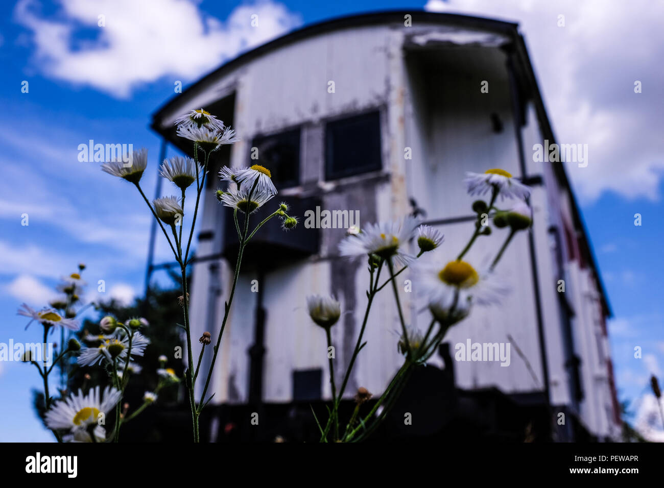 Vista del paesaggio di un vecchio cardinale treno della birra si trova vicino alla vecchia fabbrica di birra, di colore giallo e con fiori di colore bianco in primo piano, nella città di Friburgo, Svizzera Foto Stock