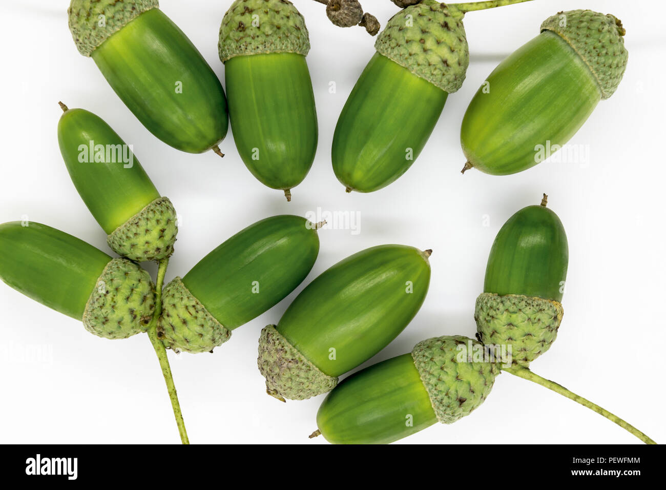 Verde e giovani di Ghiande di quercia bianca sulla superficie di sfondo Foto Stock